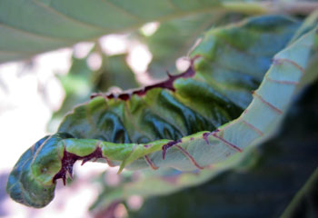 Potato leafhopper damage