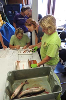 Teachers measuring fish samples on board the R/V Lake Guardian.