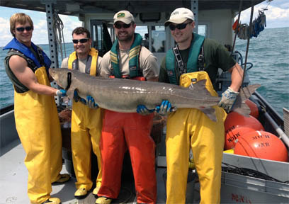 Lake Sturgeon weighing 113 pounds