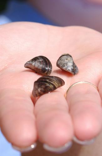 Zebra mussels being held in a person's hand.
