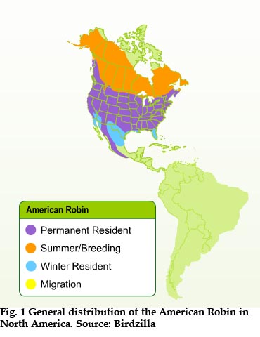 How Long Does a Robin Live?