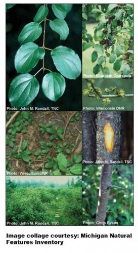 Invasive buckthorn collage image.