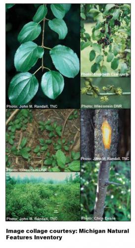 Invasive buckthorn collage image.