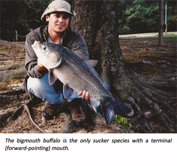 Angler holding buffalo fish image.