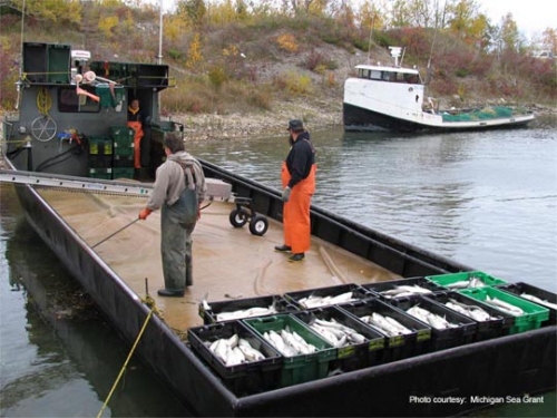 fishing boat with whitefish on deck