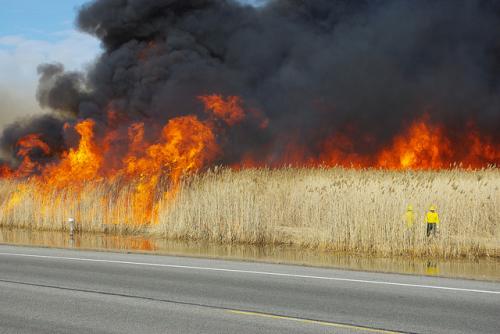 Controlled burn of invasive Phragmites australis image.