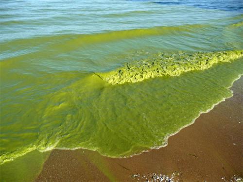 Harmful Algal Bloom (HAB) image.