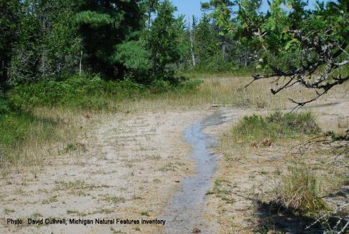 Natural habitat for Emerald Hines Dragonfly image.