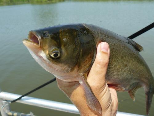 Asian carp caught by sport fisherman image.