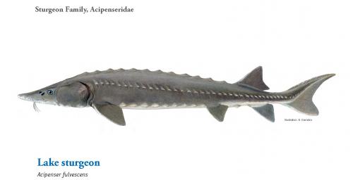 Lake Sturgeon image.