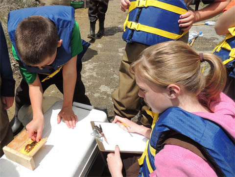 Students measuring crayfish image.