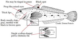 Round goby illustation image.