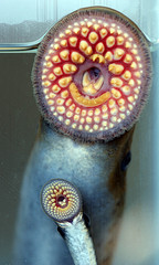 Sea lamprey image.