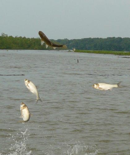 Asian Carp – how can we stop them? (Part 3) - MSU Extension