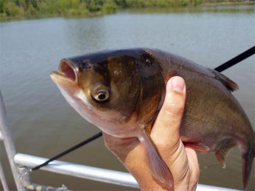 Silver carp in a hand image.