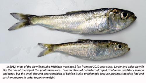 Lake Michigan baitfish at all-time low; young alewife dominate - MSU  Extension