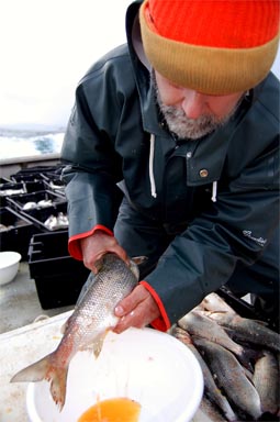 Collecting eggs from lake herring.