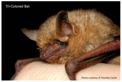 Tri-color bat image.