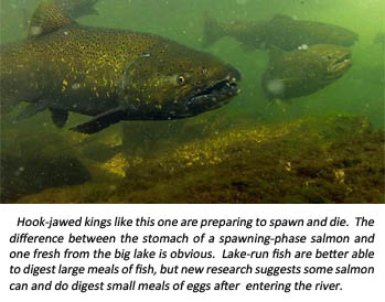 Weir salmon image.