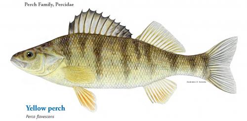 Yellow perch image.