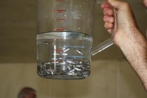 Young fish in glass container image.