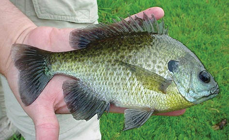 Bluegill image: Courtesy Michigan Sea Grant