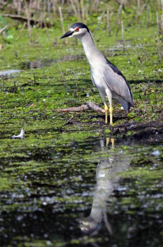 Water bird image.