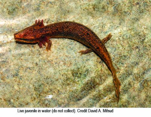 Live juvenile Mudpuppy image.