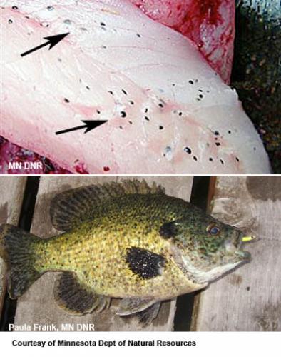 Black spot on panfish image.