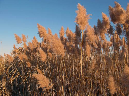 Invasive Phragmites image.