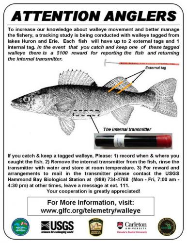 Saginaw bay walleye