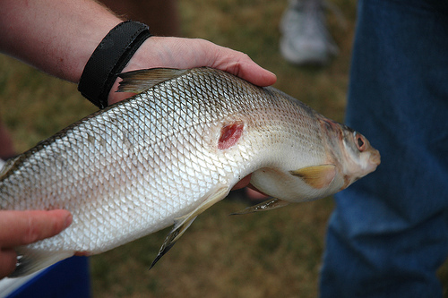 Sea lamprey wound on a whitefish image.