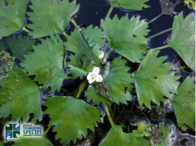 Waterchestnuts create a blanket of green on water