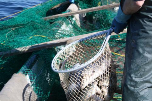 Whitefish catch on the side of the boat image.