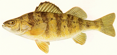 yellow perch