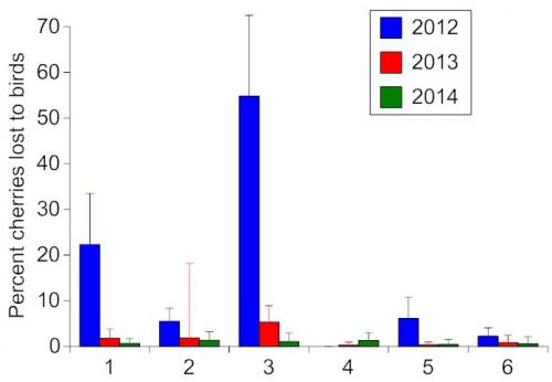 MI cherry loss to birds table