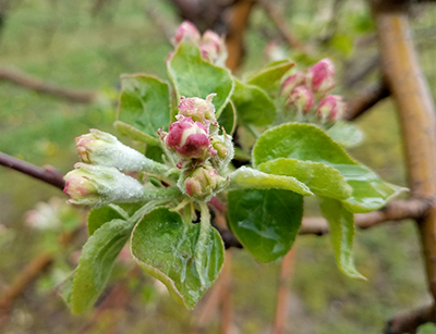 McIntosh flower clusters