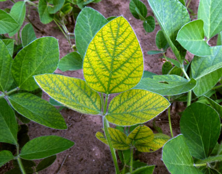A yellow soybean leaf.
