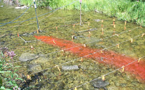 Lamprey Traps