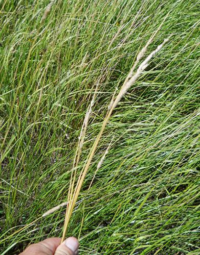 foxtail grass identification