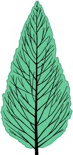 Metasequoia glyptostroboides shape