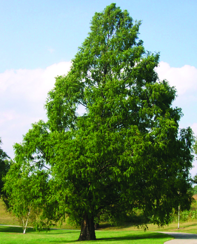 Metasequoia glyptostrobiodes