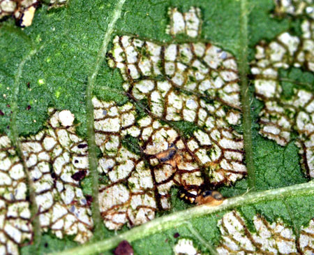 Bean beetle feeding damage