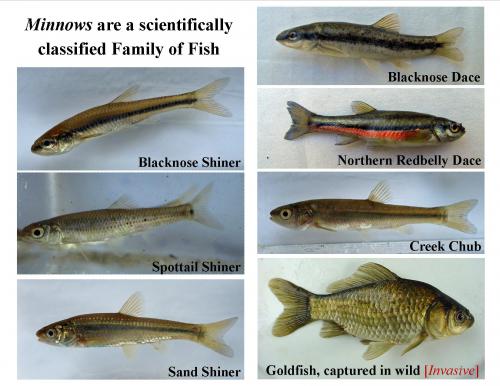 Pictures showing different species of minnows