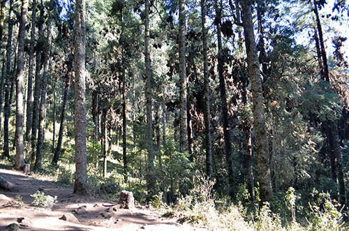 Monarchs on trees.