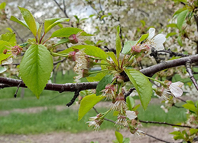 Montmorency petal fall