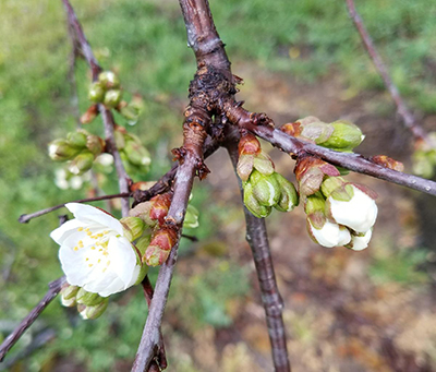 Montmorency blooms