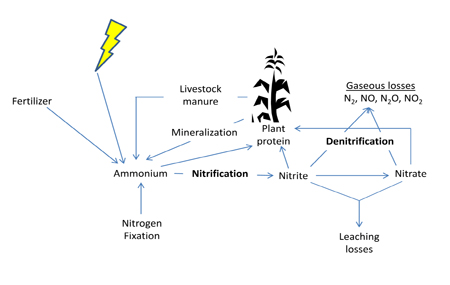 Nitrogen cycle.