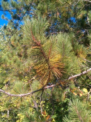Although referred to by many people as “evergreens,” trees with needle-shaped leaves are better identified as a “conifers.” This conifer classification includes tree families such as pine, spruce, fir, hemlock, cedar and others. Most of the tree species within these groups retain their needles to remain green year-round.  However, all conifers loose at least some of their needles every year. Most retain needles through several growing seasons but shed some of their older, less efficient, needles each fall. Prior to shedding these needles change color from their healthy green to yellow, orange and brownish-red depending on the species. Early in the shedding process, while the needles are still attached to the branches, these trees may have an unhealthy appearance which can cause unnecessary concern. Fortunately, needles lost in the fall from healthy trees should be replaced by new growth the following spring.  A good growing season followed by a few more moderate growing years will cause a greater percentage of the needles to be shed in some fall seasons than others, but is still no cause for alarm.  The larch family group of conifers, which includes the Michigan native tamarack (Larix laricina) species, are an exception to other conifers. This family of trees is fully deciduous, meaning they lose all of their needles every fall. Bare-branched all winter, they green up the following spring.   If whole trees or entire sections of conifer trees – other than larches – have needles changing color, this may be cause for concern. In contrast, needles at the base of the branches near the trunk changing color and falling off in the fall is just part of a natural process and should not be of concern with regards to tree health.   For additional information on how trees adapt to our area’s winter conditions visit the Michigan Forests Forever Teachers Guide.