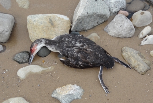 Waterfowl carcasses in Northwest Michigan have raised concerns for significant waterbird loss due to avian botulism.